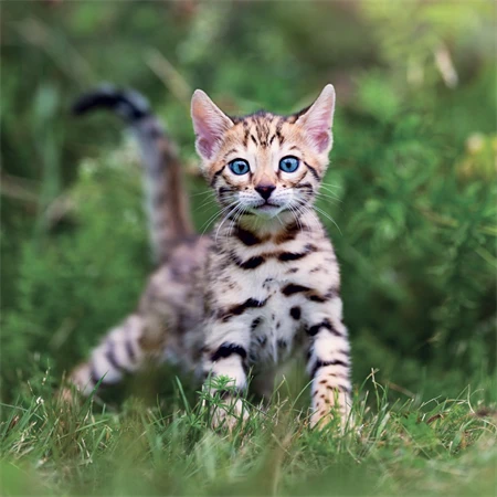 Falinaptár 2027 REAL lemez 300 x 600mm Kittens