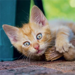 Falinaptár 2027 REAL lemez 300 x 600mm Kittens