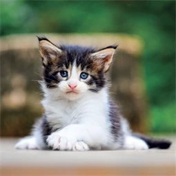 Falinaptár 2027 REAL lemez 300 x 600mm Kittens