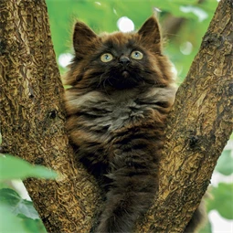 Falinaptár 2027 REAL lemez 300 x 600mm Kittens
