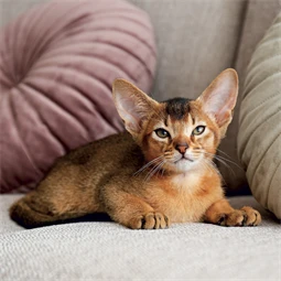 Falinaptár 2027 REAL lemez 300 x 600mm Kittens
