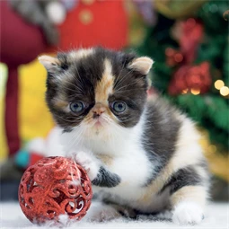 Falinaptár 2027 REAL lemez 300 x 600mm Kittens