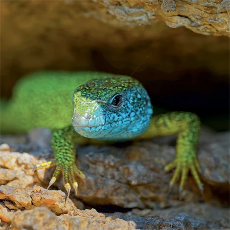 Falinaptár 2027 REAL lemez 300 x 600mm Lizards