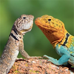Falinaptár 2027 REAL lemez 300 x 600mm Lizards