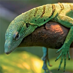 Falinaptár 2027 REAL lemez 300 x 600mm Lizards