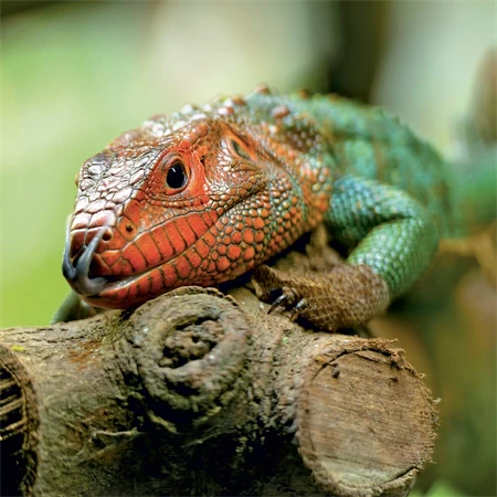 Falinaptár 2027 REAL lemez 300 x 600mm Lizards