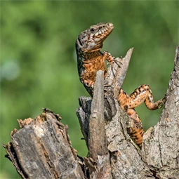 Falinaptár 2027 REAL lemez 300 x 600mm Lizards