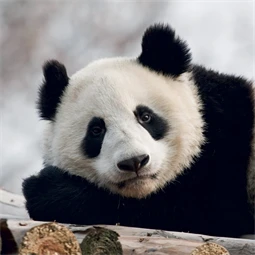 Falinaptár 2027 REAL lemez 300 x 600mm Pandas