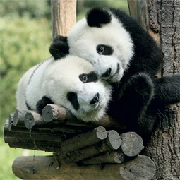 Falinaptár 2027 REAL lemez 300 x 600mm Pandas
