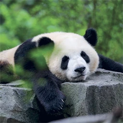 Falinaptár 2027 REAL lemez 300 x 600mm Pandas