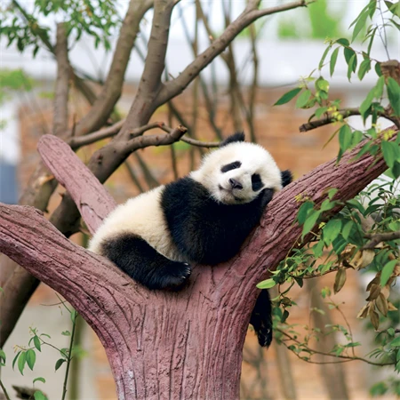 Falinaptár 2027 REAL lemez 300 x 600mm Pandas