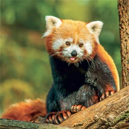 Falinaptár 2027 REAL lemez 300 x 600mm Pandas