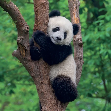 Falinaptár 2027 REAL lemez 300 x 600mm Pandas