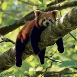 Falinaptár 2027 REAL lemez 300 x 600mm Pandas