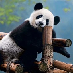 Falinaptár 2027 REAL lemez 300 x 600mm Pandas
