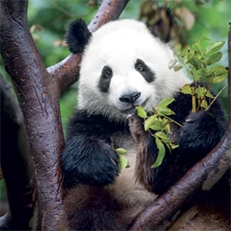 Falinaptár 2027 REAL lemez 300 x 600mm Pandas