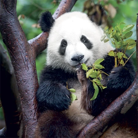Falinaptár 2027 REAL lemez 300 x 600mm Pandas