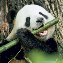 Falinaptár 2027 REAL lemez 300 x 600mm Pandas