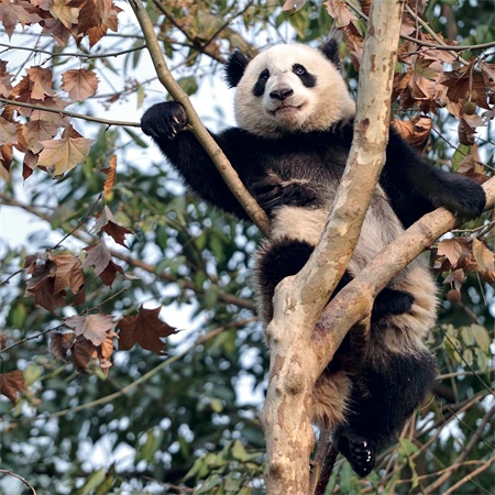 Falinaptár 2027 REAL lemez 300 x 600mm Pandas