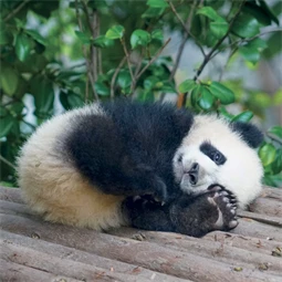 Falinaptár 2027 REAL lemez 300 x 600mm Pandas