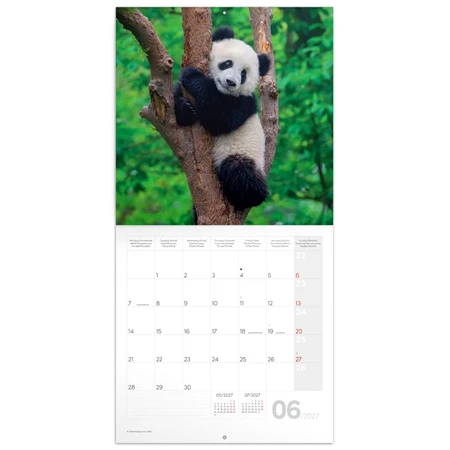 Falinaptár 2027 REAL lemez 300 x 600mm Pandas