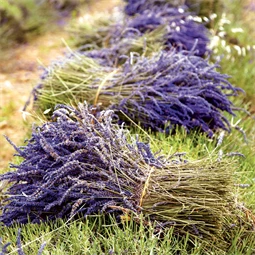 Falinaptár 2027 REAL lemez 300 x 600mm Provence illatosított