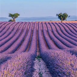 Falinaptár 2027 REAL lemez 300 x 600mm Provence illatosított