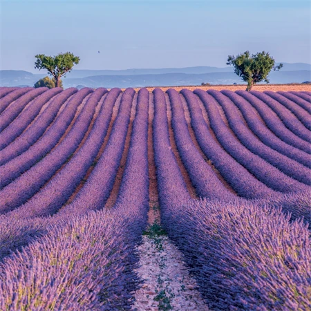 Falinaptár 2027 REAL lemez 300 x 600mm Provence illatosított
