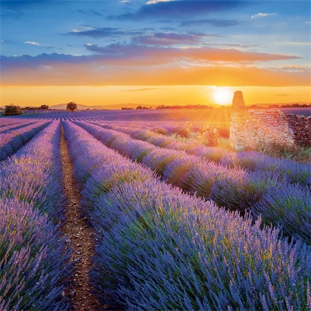 Falinaptár 2027 REAL lemez 300 x 600mm Provence illatosított