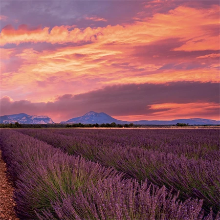 Falinaptár 2027 REAL lemez 300 x 600mm Provence illatosított
