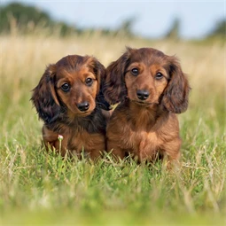 Falinaptár 2027 REAL lemez 300 x 600mm Puppies