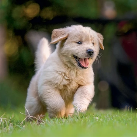 Falinaptár 2027 REAL lemez 300 x 600mm Puppies