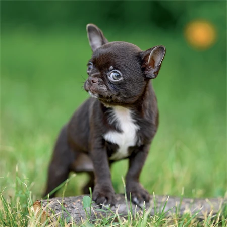 Falinaptár 2027 REAL lemez 300 x 600mm Puppies