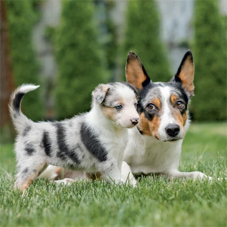 Falinaptár 2027 REAL lemez 300 x 600mm Puppies