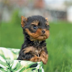 Falinaptár 2027 REAL lemez 300 x 600mm Puppies