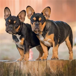 Falinaptár 2027 REAL lemez 300 x 600mm Puppies