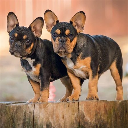Falinaptár 2027 REAL lemez 300 x 600mm Puppies