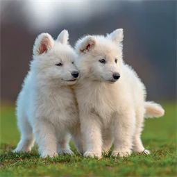 Falinaptár 2027 REAL lemez 300 x 600mm Puppies