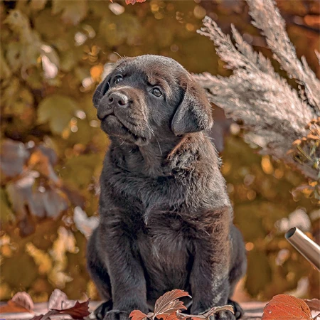 Falinaptár 2027 REAL lemez 300 x 600mm Puppies
