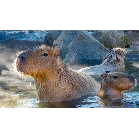 Golyóstoll ICO CapyBara rózsaszin