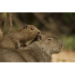 Golyóstoll ICO CapyBara világos zöld