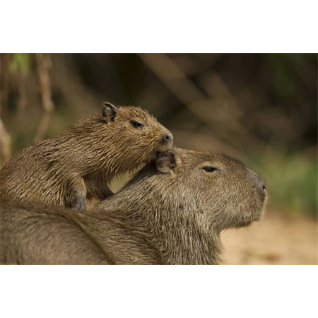 Golyóstoll ICO CapyBara világos zöld