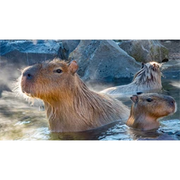 Golyóstoll ICO CapyBara világos zöld