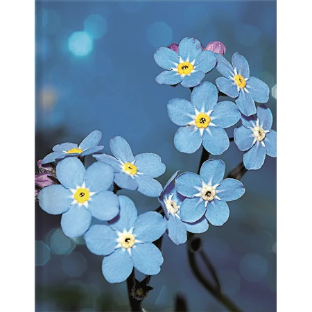 Jegyzetfüzet B/5 sima TUSHITA 72 lapos keményfedeles Vadvirágok