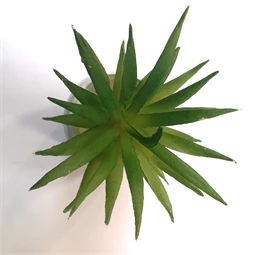 Művirág pozsgás növény, betűzős, 8x5cm