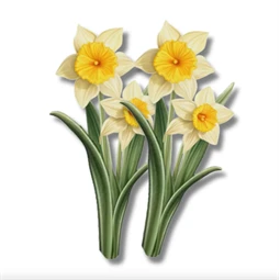 Nyomtatott dekorkarton 2mm vastag 13x6,5cm, Nárcisz 2db/csomag