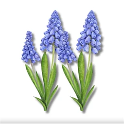 Nyomtatott dekorkarton 2mm vastag 13x7cm, Muscari 2db/csomag