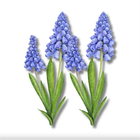 Nyomtatott dekorkarton 2mm vastag 13x7cm, Muscari 2db/csomag