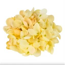 Selyemvirág Hortenzia virágfej 10cm krém