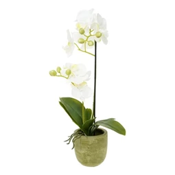 Selyemvirág Lepkeorchidea 2 ágú, kaspóban műanyag 46cm fehér, zöld